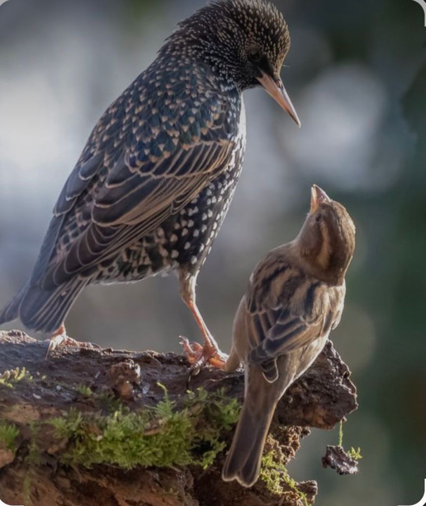 Photographer - Carol Leather